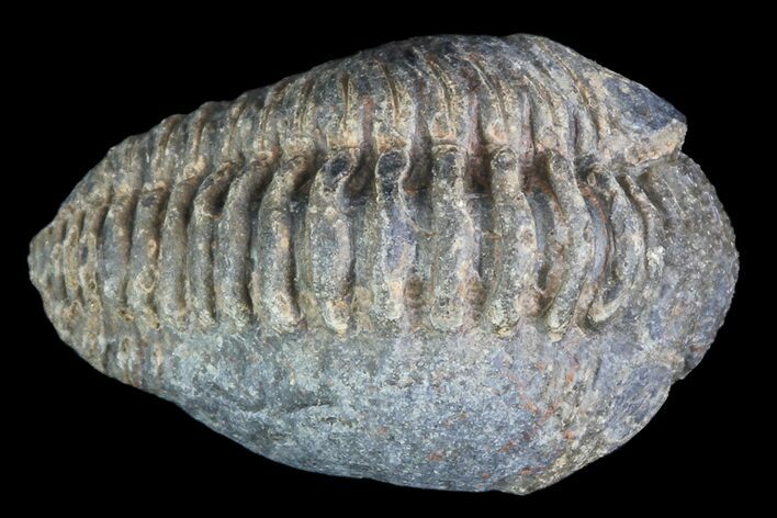 Small Acastoides Trilobite Fossil - Morocco #76434